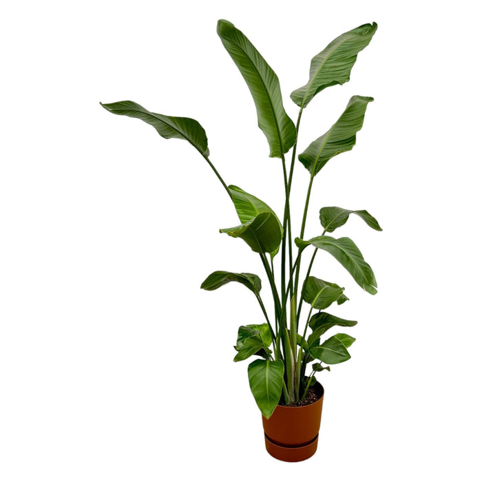 Strelitzia Nicolai 170 Cm E Il Suo Vaso