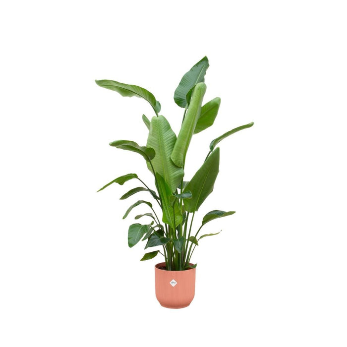 Strelitzia Nicolai 170 Cm E Il Suo Vaso