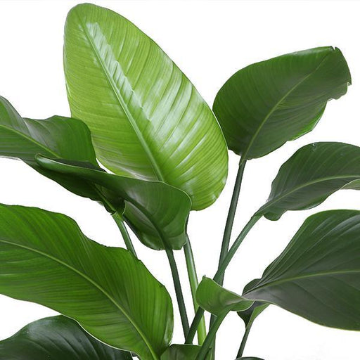 Strelitzia Nicolai E Il Suo Vaso