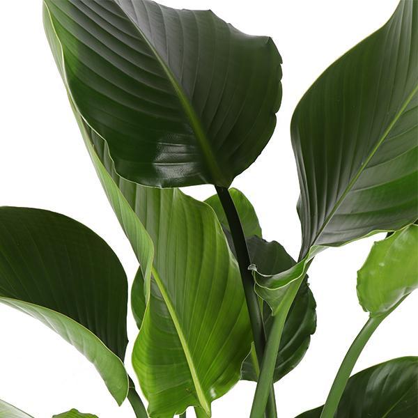 Strelitzia Nicolai E Il Suo Vaso