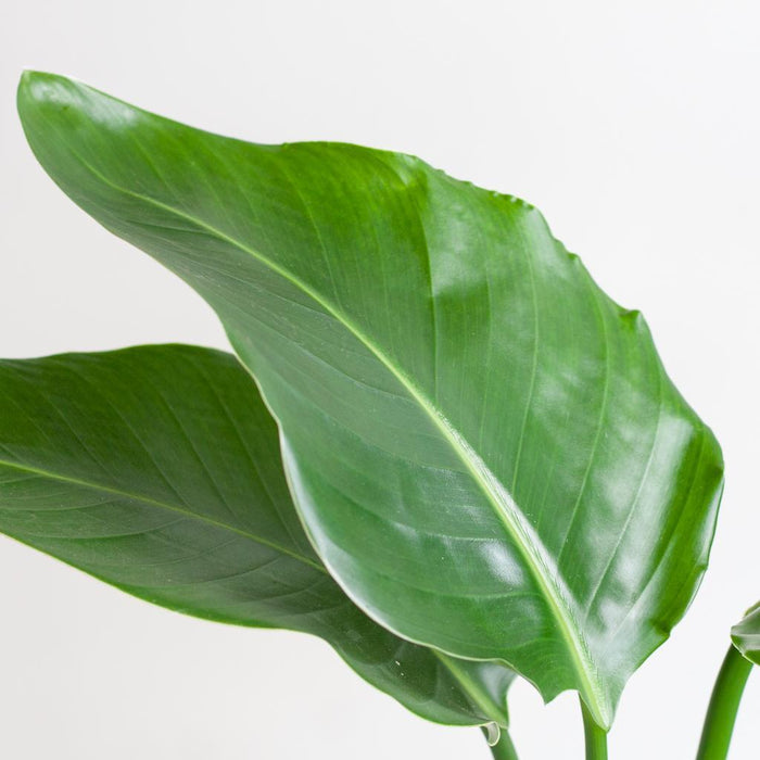 Strelitzia Nicolai E Il Suo Vaso