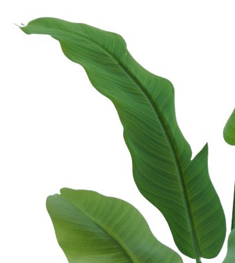 Strelitzia Nicolai - Pianta Artificiale Grande