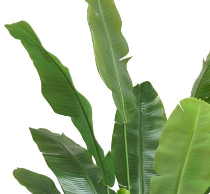 Strelitzia Nicolai - Pianta Artificiale Grande