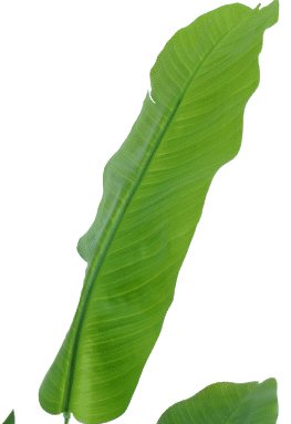 Strelitzia Nicolai - Pianta Artificiale Grande