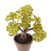 Succulente Artificiale In Vaso Di Terracotta 35 Cm