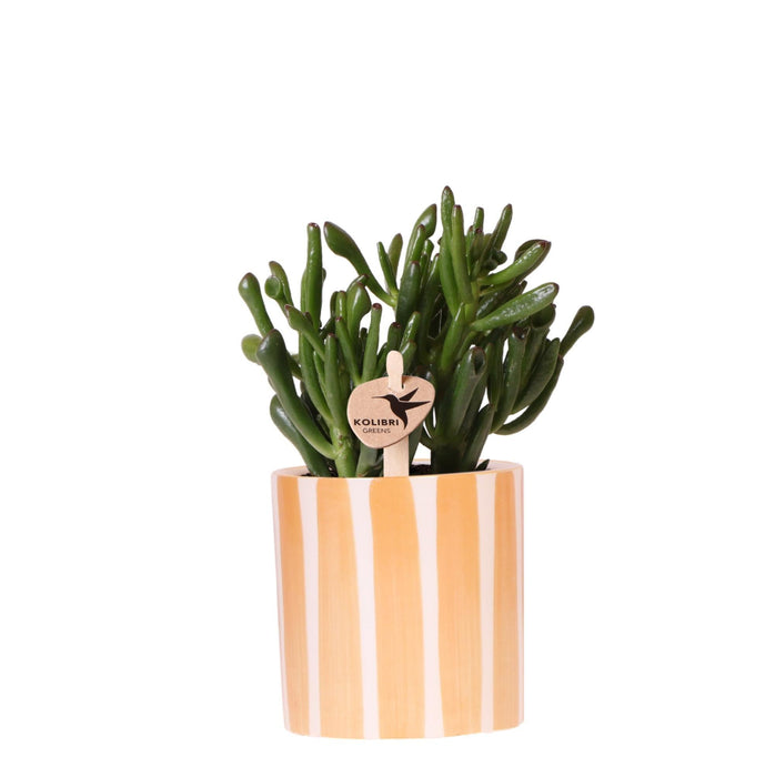Succulente Crassula Hobbit + Vaso Dipinto A Strisce Arancione