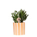 Succulente Crassula Hobbit + Vaso Dipinto A Strisce Arancione
