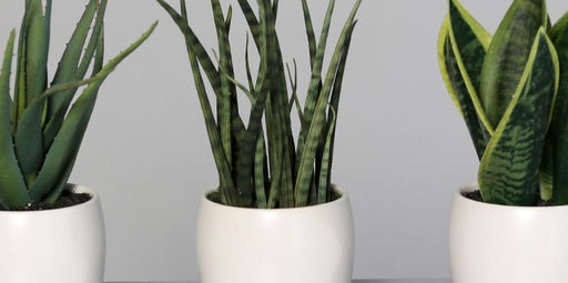 Piante Grasse Artificiali In Vasi Di Ceramica Bianca