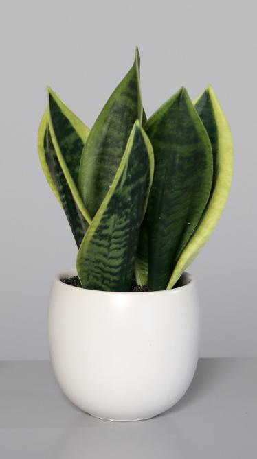 Piante Grasse Artificiali In Vasi Di Ceramica Bianca