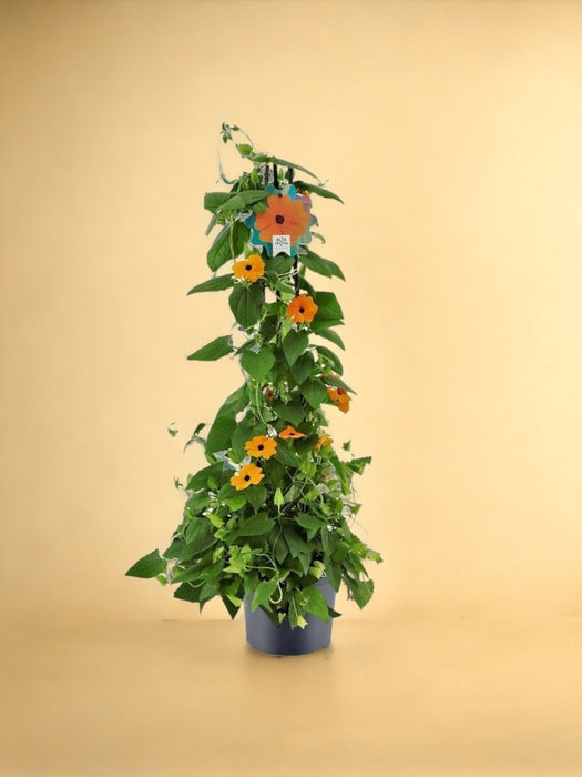 Suzanne Con Gli Occhi Neri