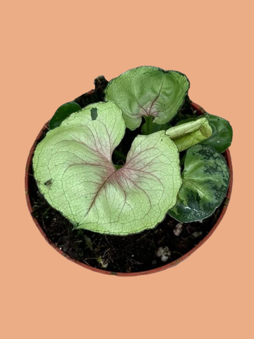 Syngonium Bob Allusione