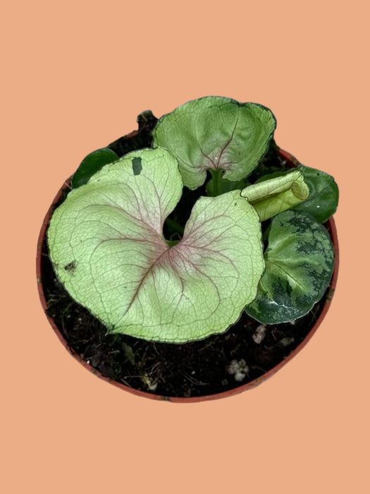 Syngonium Bob Allusione