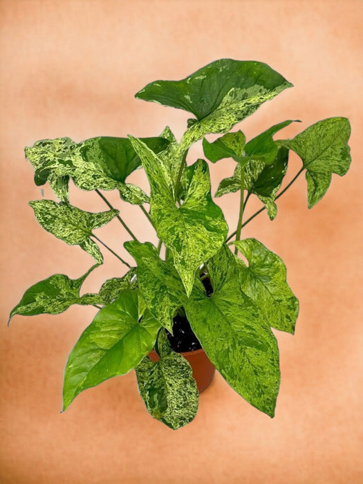 Syngonium Chiazzato