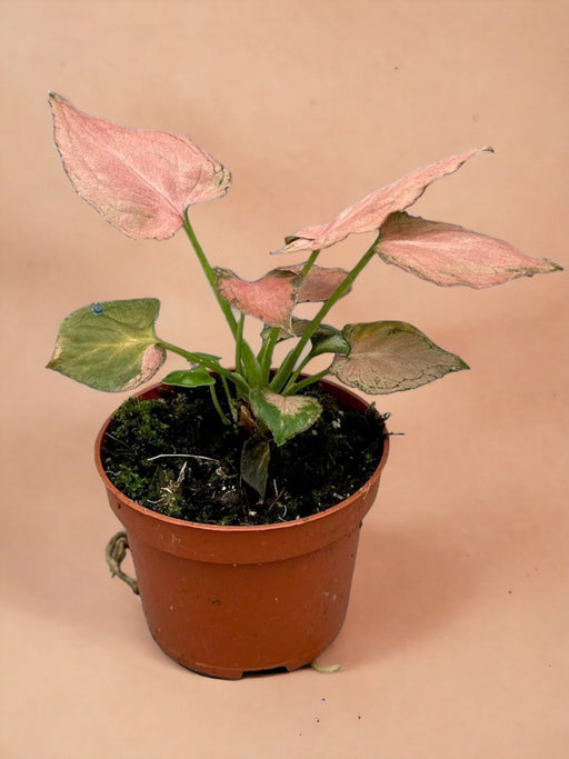 Syngonium Rosa Perfezione
