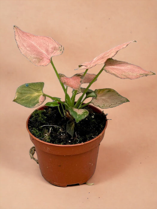 Syngonium Rosa Perfezione