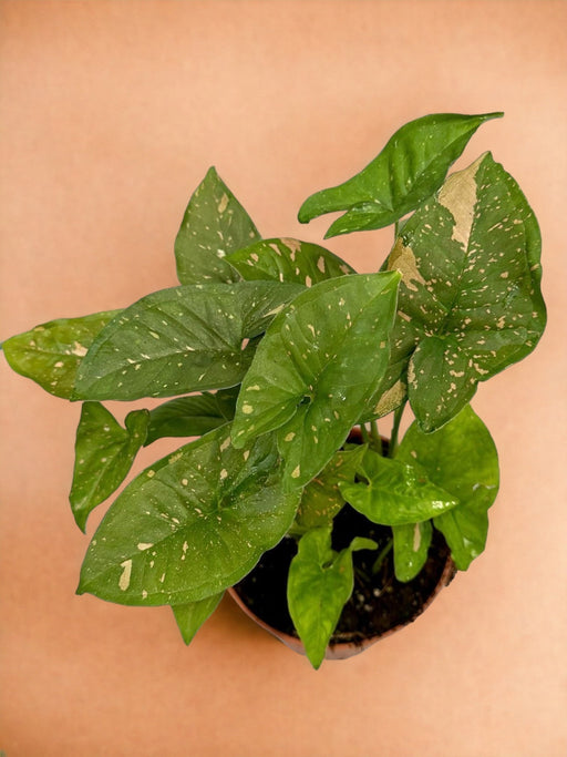 Syngonium Pink Splash Allusione