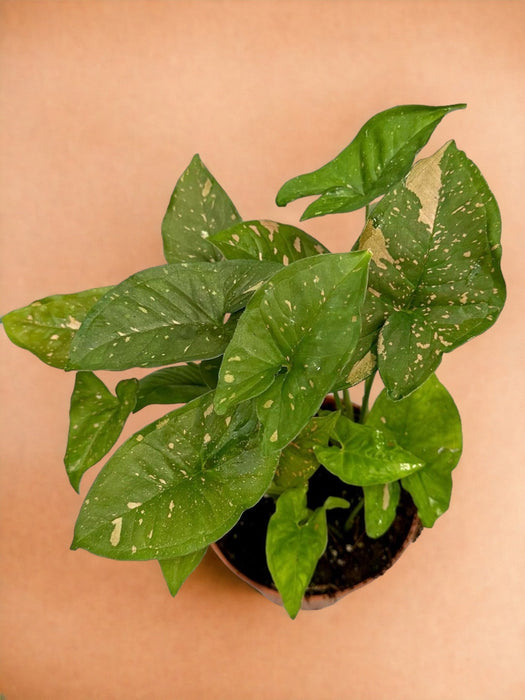 Syngonium Pink Splash Allusione