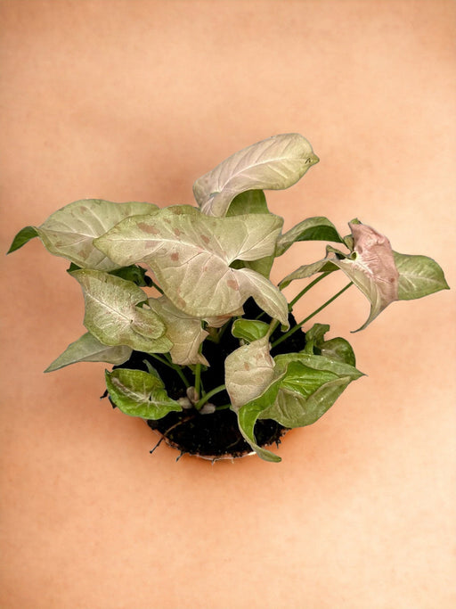 Macchia Rosa Syngonium