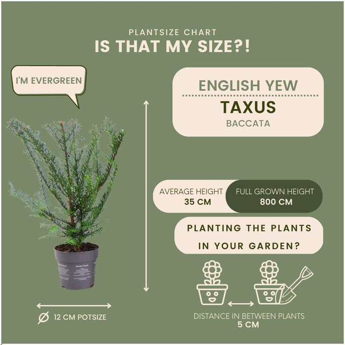 Taxus Baccata - Set Di 6