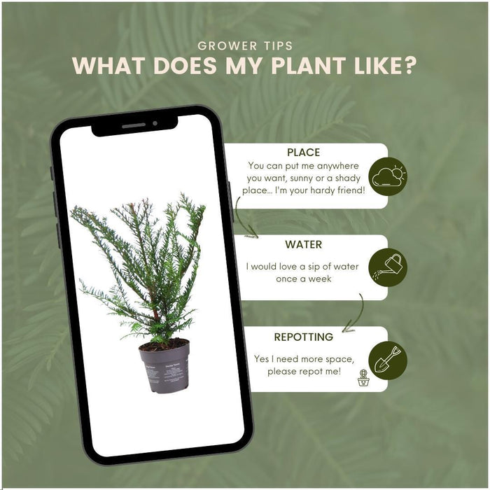 Taxus Baccata - Set Di 6