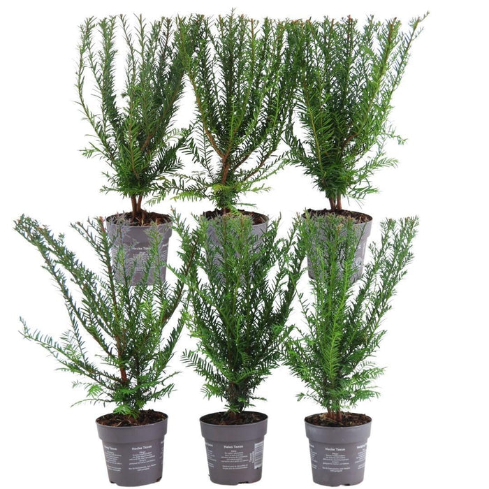 Taxus Baccata - Set Di 6