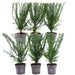 Taxus Baccata - Set Di 6