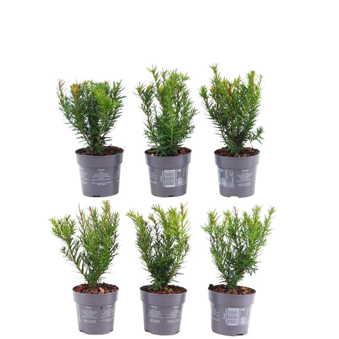 Taxus Media Farmen – Set Di 6