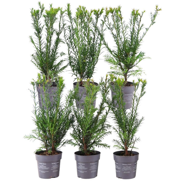 Taxus Media Groenlandia - Set Di 6