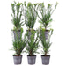 Taxus Media Groenlandia - Set Di 6
