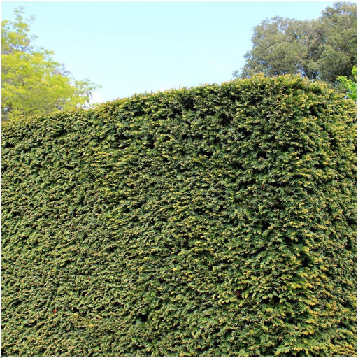 Taxus Media Groenlandia - Set Di 6