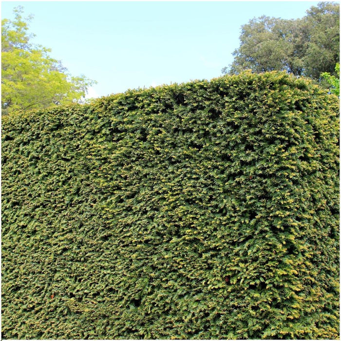 Taxus Media Groenlandia - Set Di 6