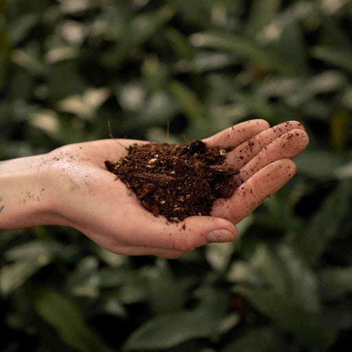 Terriccio Per Alocasia - 5 Litri