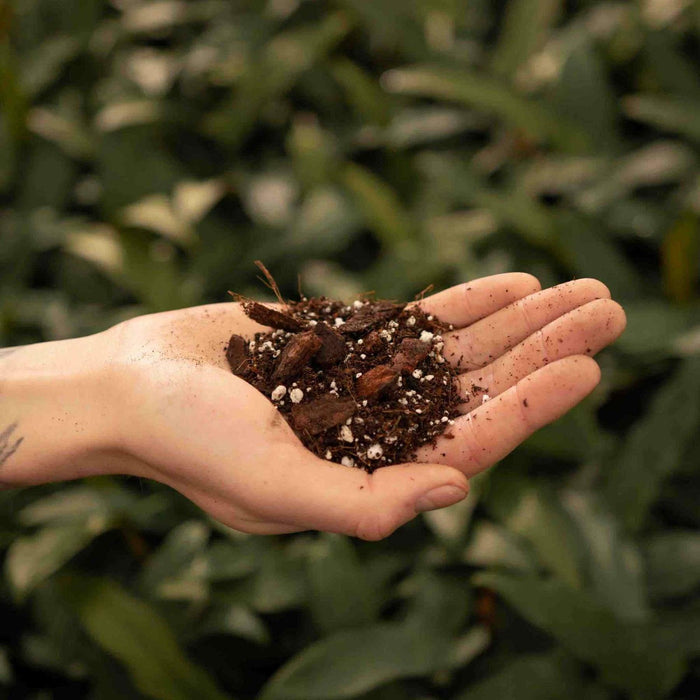 Terriccio Per Anthurium - 5L