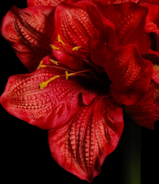 Stelo Amaryllis Artificiale 90Cm Decorazione Rossa
