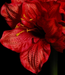 Stelo Amaryllis Artificiale 90Cm Decorazione Rossa