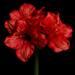Stelo Amaryllis Artificiale 90Cm Decorazione Rossa