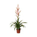 Tillandsia Dolce