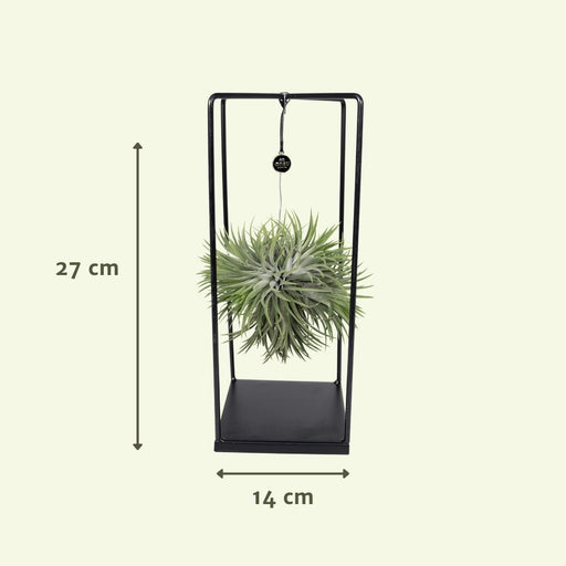 Tillandsia E Il Suo Supporto Cubico