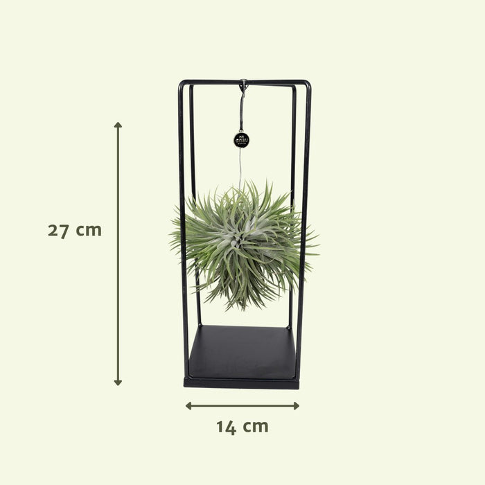 Tillandsia E Il Suo Supporto Cubico