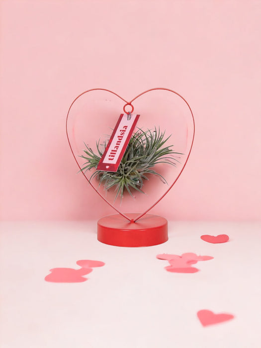 Tillandsia Ionantha Argento