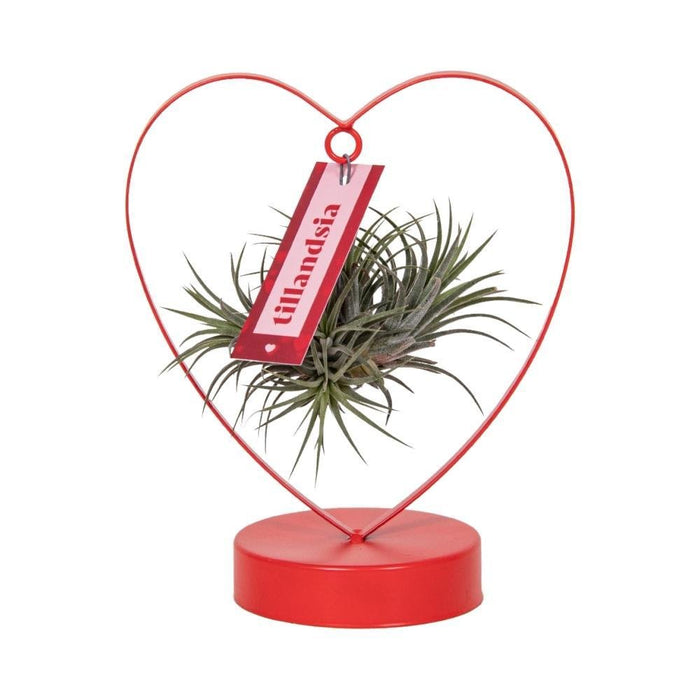 Tillandsia Ionantha Argento