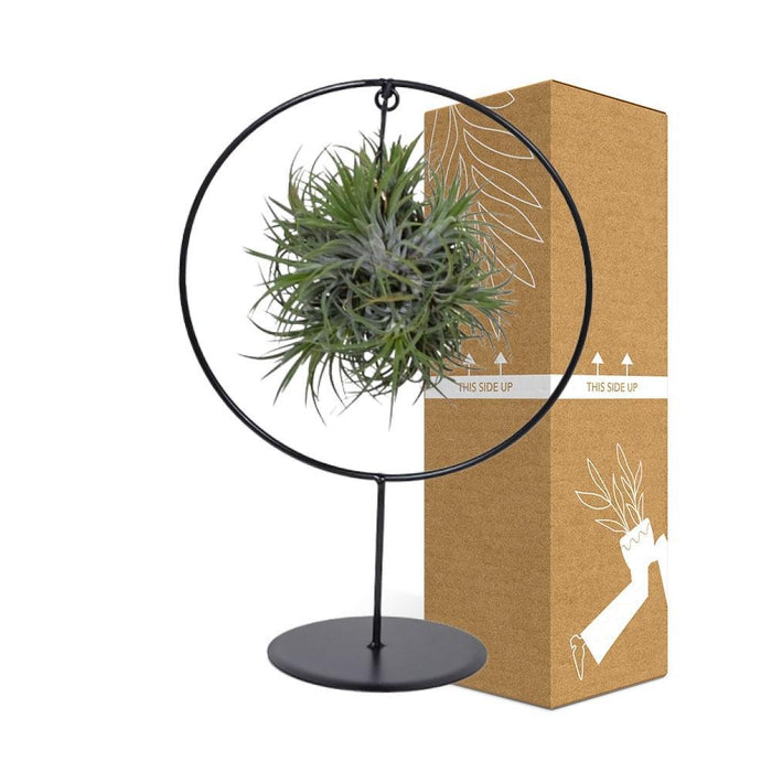 Miscela Di Anelli Di Tillandsia