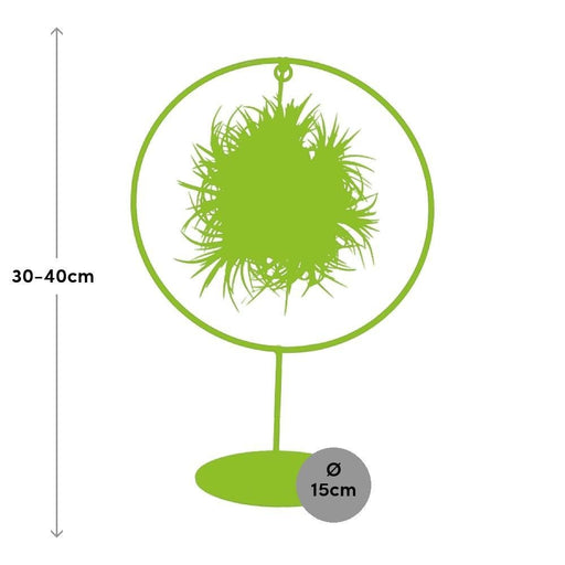 Miscela Di Anelli Di Tillandsia