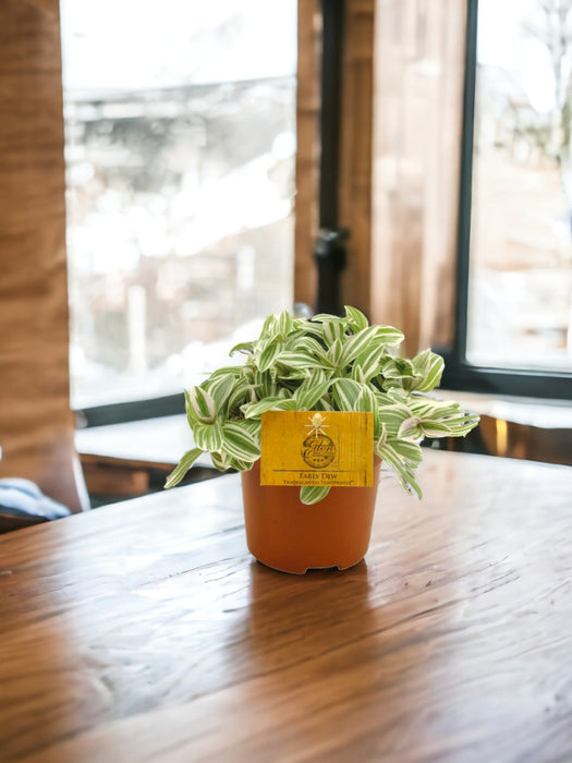 La Tenerezza Di Tradescantia