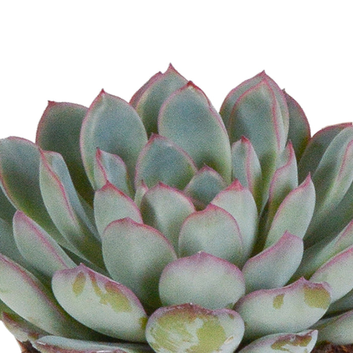 Trio Di Echeveria E I Loro Vasi Per Piante Bianchi H15Cm