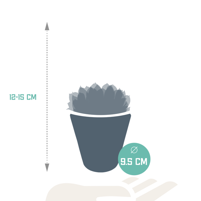 Trio Di Echeveria E I Loro Vasi Per Piante Bianchi H15Cm