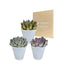 Trio Di Echeveria E I Loro Vasi Per Piante Bianchi H15Cm