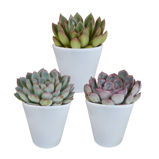 Trio Di Echeveria E I Loro Vasi Per Piante Bianchi H15Cm