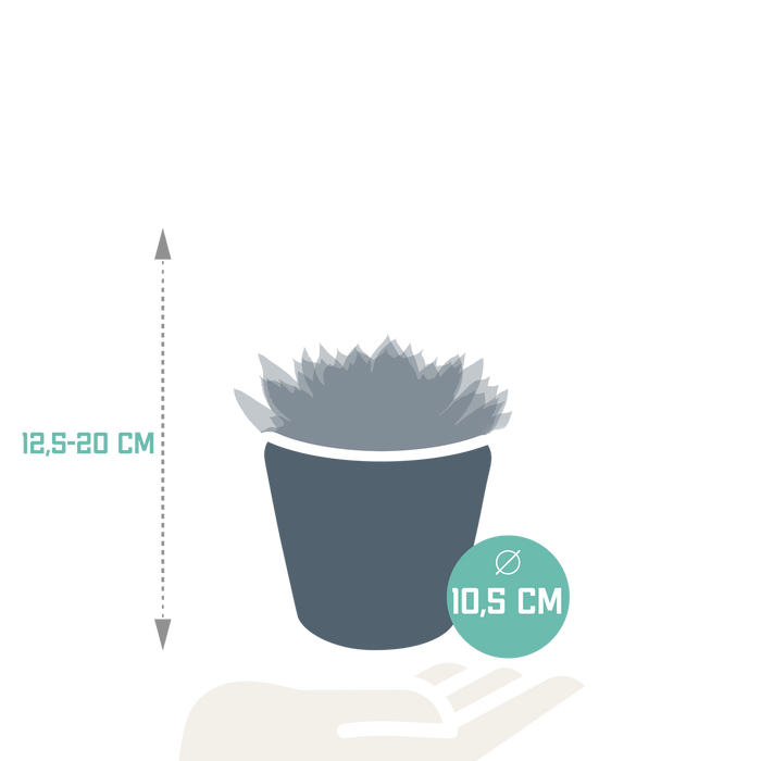 Trio Di Echeveria E I Loro Vasi Per Piante H21Cm