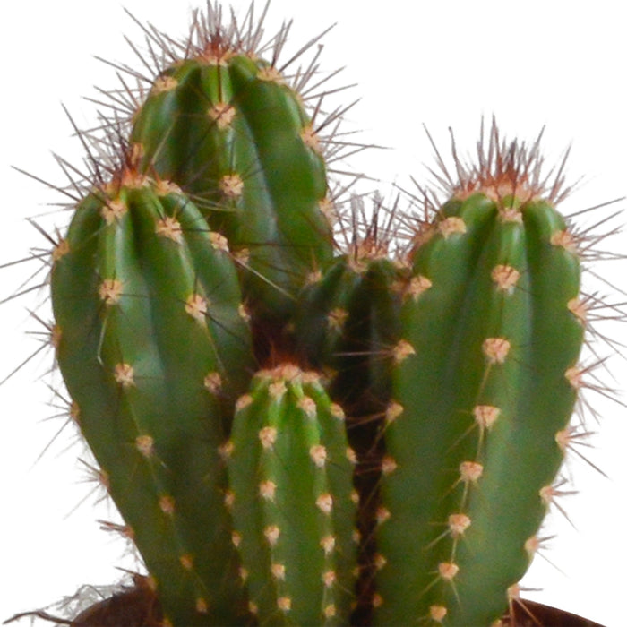 Trio Di Cactus E I Loro Vasi Per Piante H23Cm